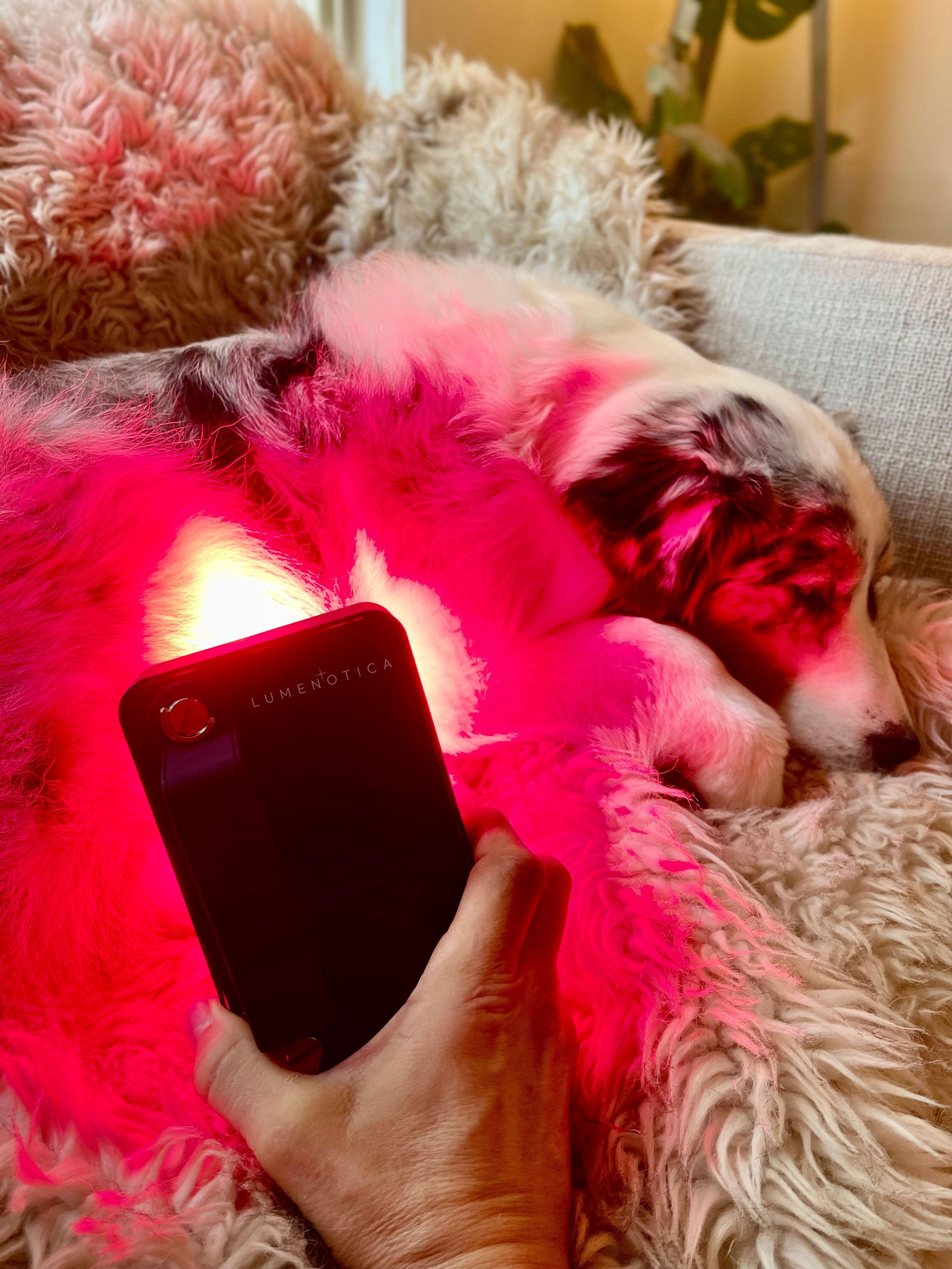 Red light for pets